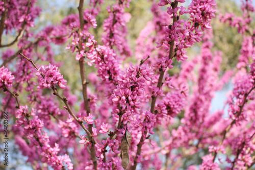 A view of the beautiful pink branches of a Chinese redbud tree. © DAVID