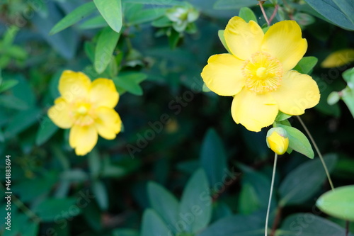 Fleurs jaune de Millepertuis