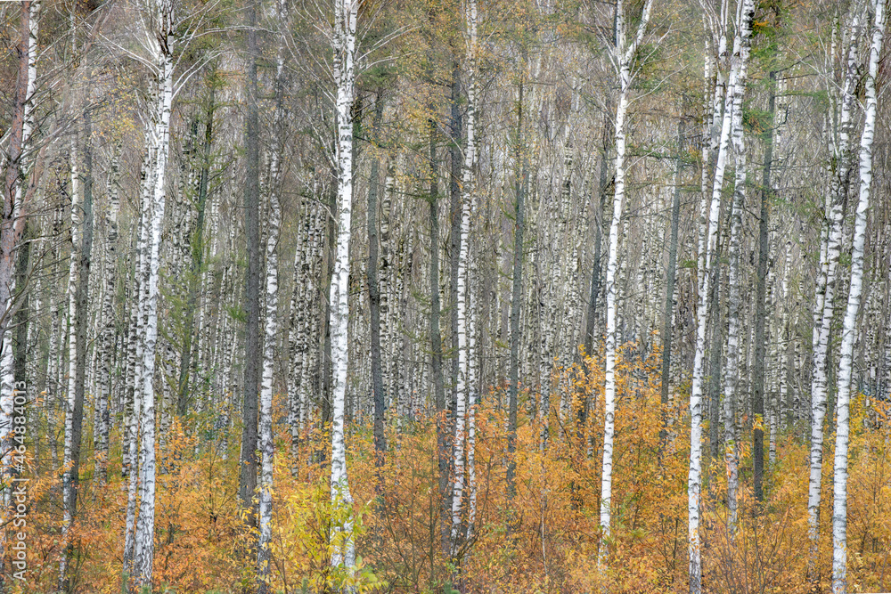 Fototapeta premium autumn in a birch forest