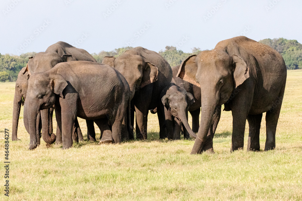 Fototapeta premium A herd of elephants photographed in the wilderness.