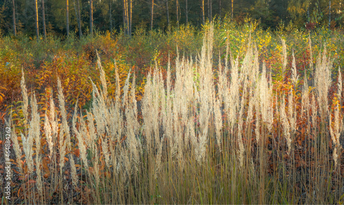 autumn colours of forest grasses
