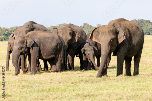 A herd of elephants photographed in the wilderness.