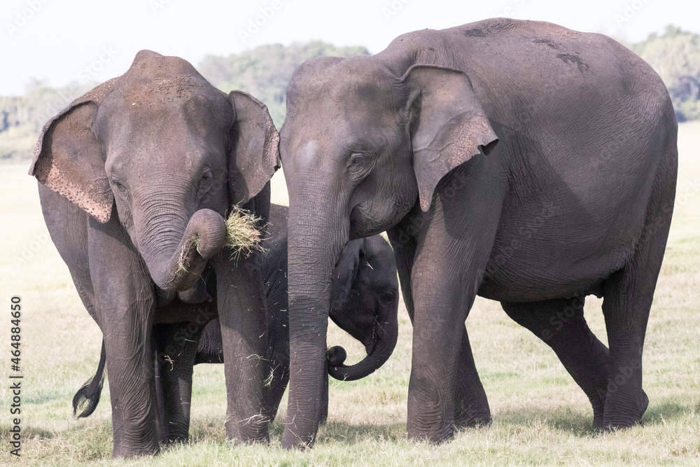 Obraz premium A herd of elephants photographed in the wilderness.