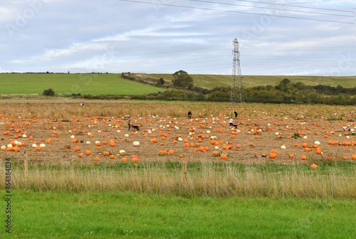 field of pumpkins. Halloween 