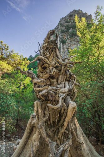 sculptures made of wood and roots
