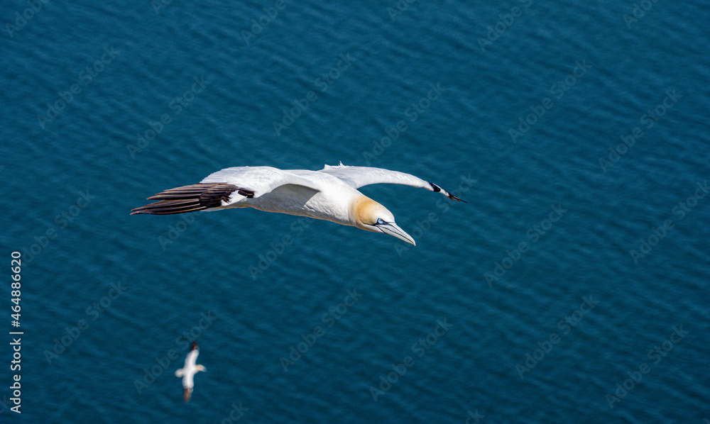 Obraz premium Close up of Flying Large White Sea Bird Gannets with a huge wingspan over blue sky and ocean on English clifftops, Gliding, slope soaring and riding thermals and Ridge lift from cliff face updrafts