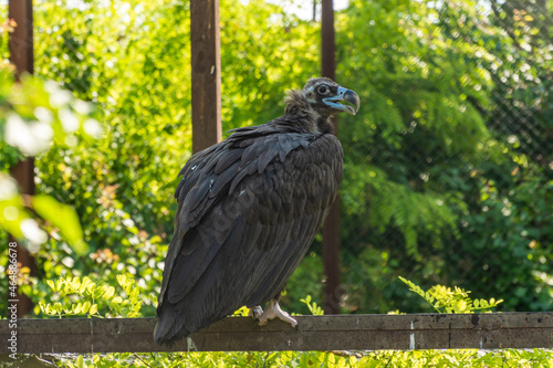 The Republic of Crimea. The city of Belogorsk. July 17, 2021. Black vulture in the Taigan Lion Park.