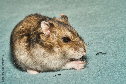 A dwarf hamster eating fly. He is hungry. Wings and legs of fly laying around.