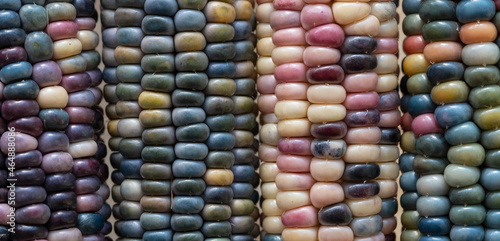 Zea Mays gem glass corn cobs with rainbow coloured kernels  grown on an allotment in London UK.
