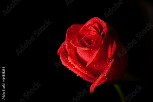Fototapeta Naklejka Na Ścianę i Meble -  Czerwona róża na czarnym tle.