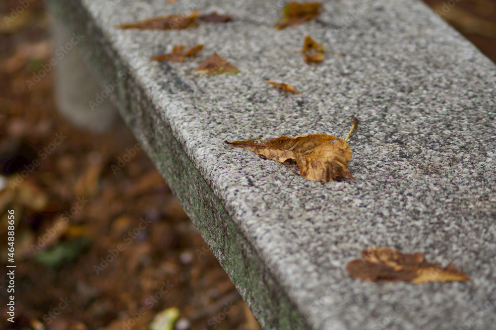 stone benches without shoulder with on autumnal yellow leaves
