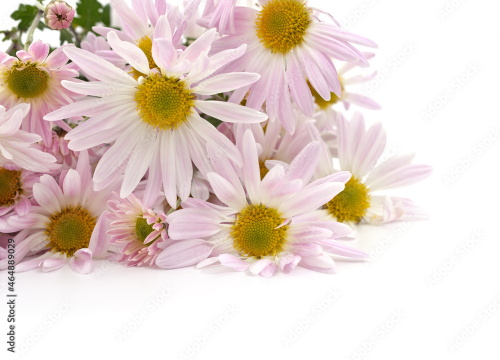Bouquet of chrysanthemums. Bouquet of chrysanthemums.