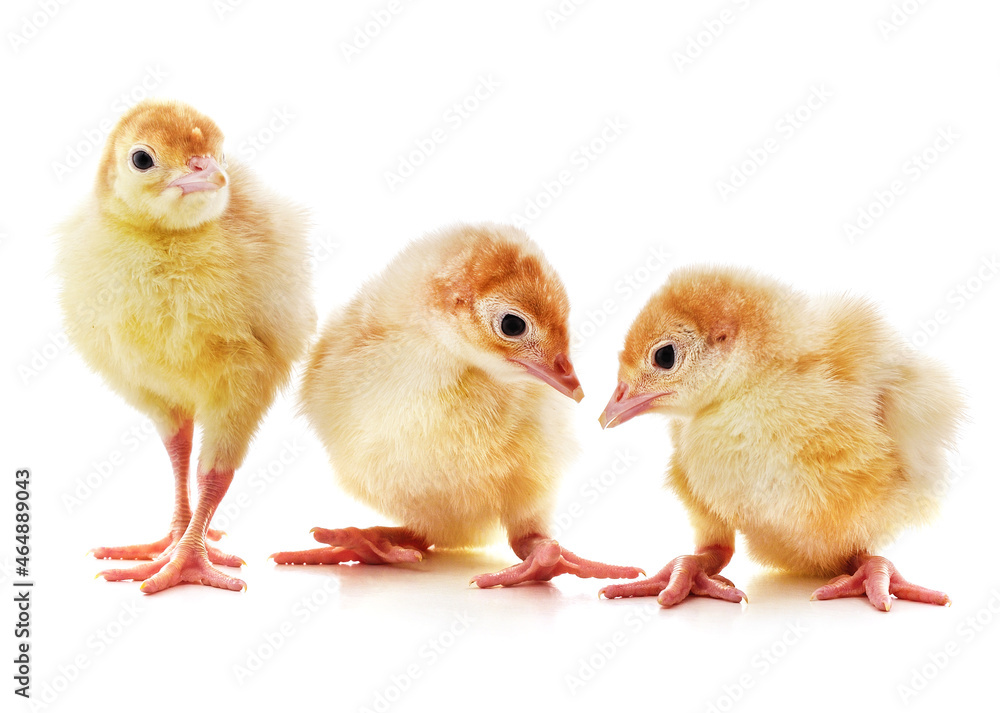 Fototapeta premium Three yellow chicks.