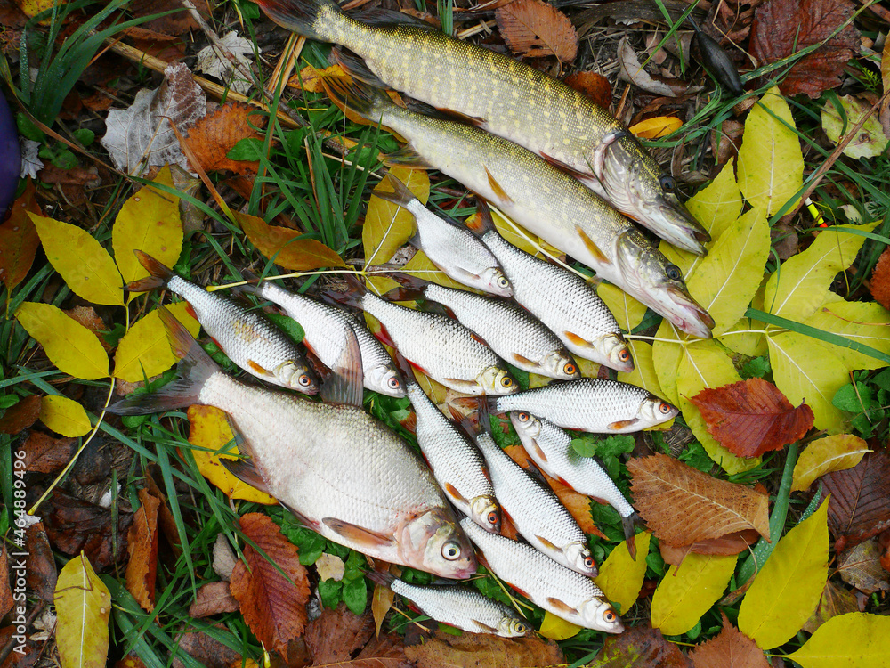 Lucky catch. River fish pike, roach, bream lying on the grass among autumn leaves.