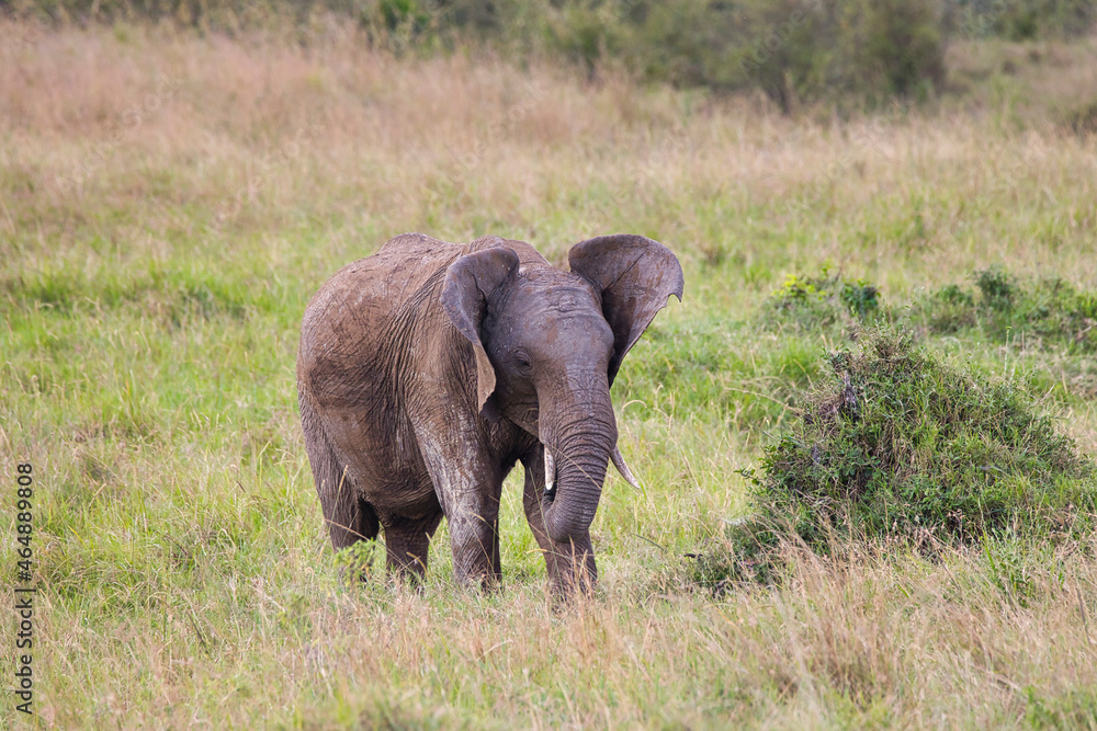 A small African elephant is fanning with his big ears