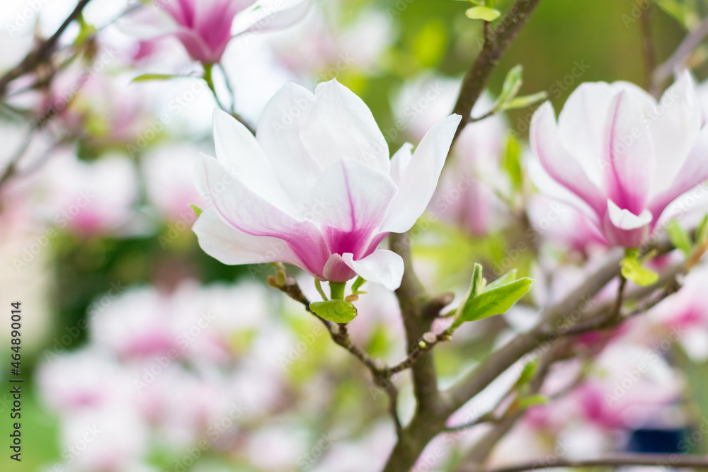 Pink blooming magnolia flowers on a bright sunny day. Close-up. Pink blooming magnolia flowers on a bright sunny day. Close-up.