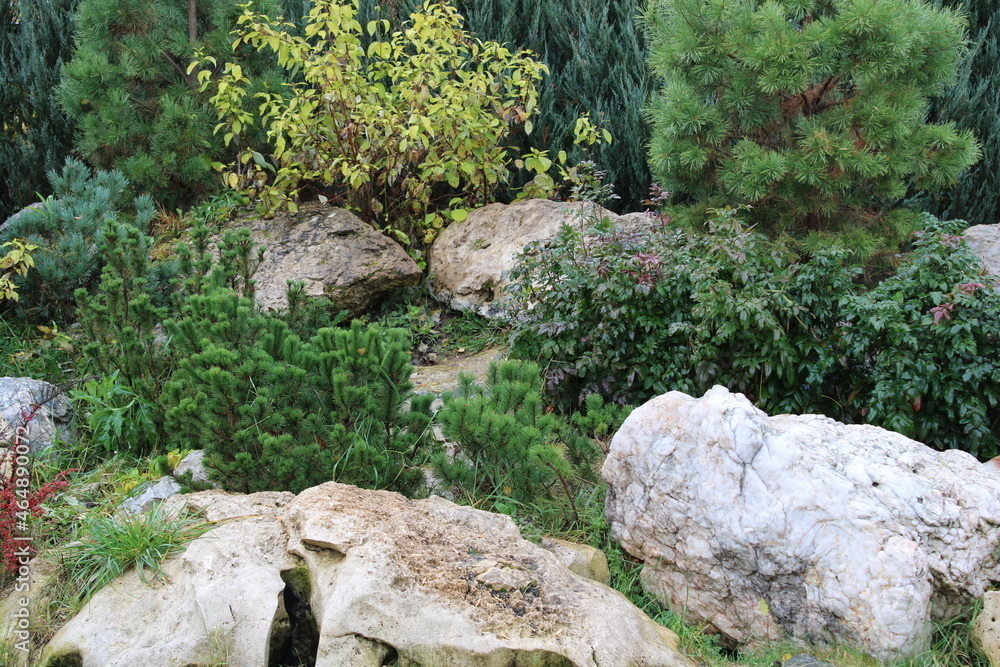 moss on the stone moss on the stone