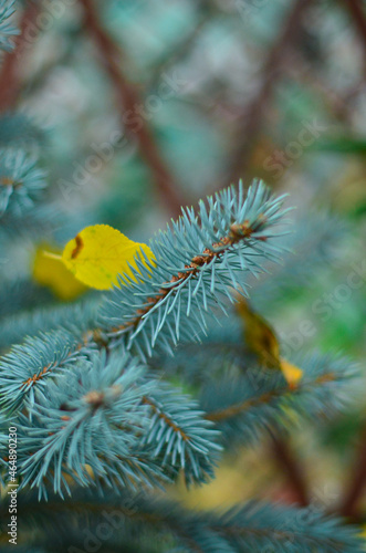 Branches of blue spruce, on top of the branch lies a yellow leaf.