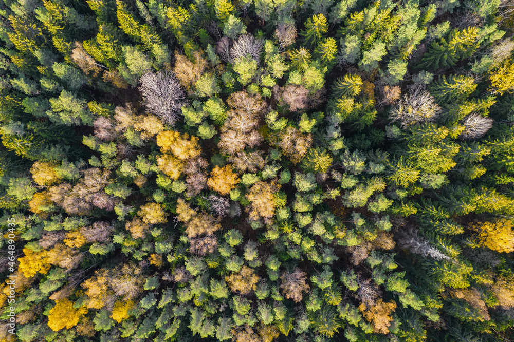 Directly above aerial drone full frame shot of green emerald pine forests and yellow foliage groves with beautiful texture of treetops. Beautiful fall season scenery. Mountains in autumn golden colors Directly above aerial drone full frame shot of green emerald pine forests and yellow foliage groves with beautiful texture of treetops. Beautiful fall season scenery. Mountains in autumn golden colors