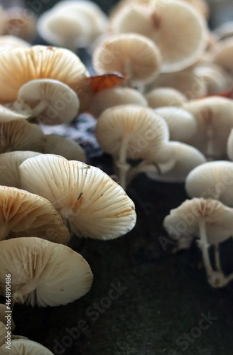 Mushrooms in autumn forest. Close up photo of white mushroom. 
