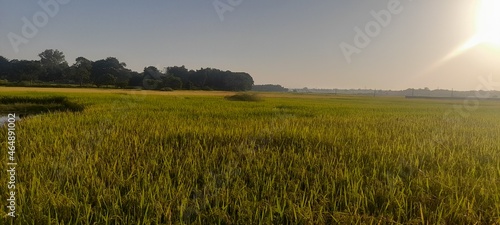 agriculture images,nature