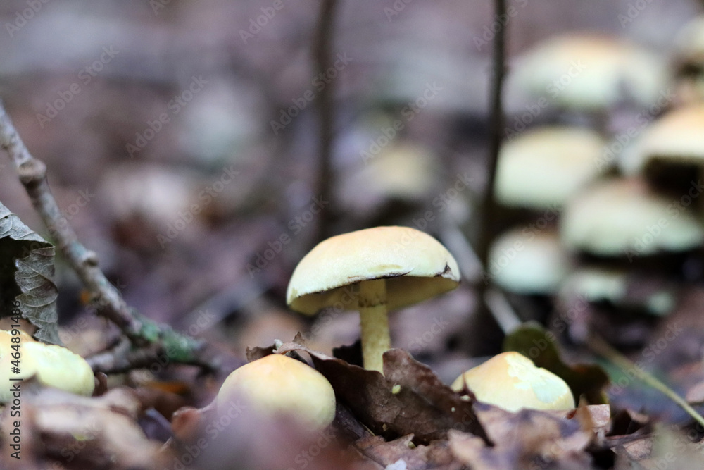 Mushrooms in autumn forest. Close up photo of white mushroom. Mushrooms in autumn forest. Close up photo of white mushroom.