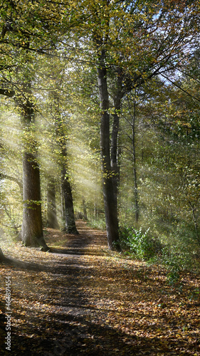 Herbstwald mit Weg und Sonnenstrahlen.