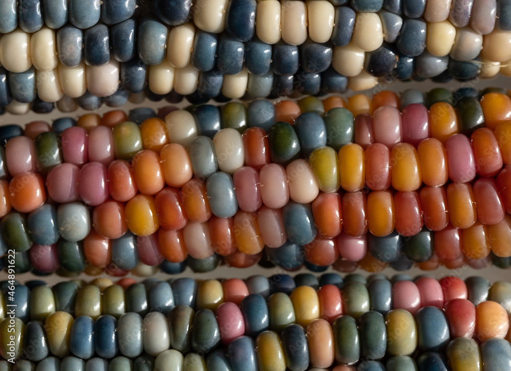 Macro photo of Zea Mays gem glass corn cobs with rainbow coloured kernels, grown on an allotment in London UK. Macro photo of Zea Mays gem glass corn cobs with rainbow coloured kernels, grown on an allotment in London UK.