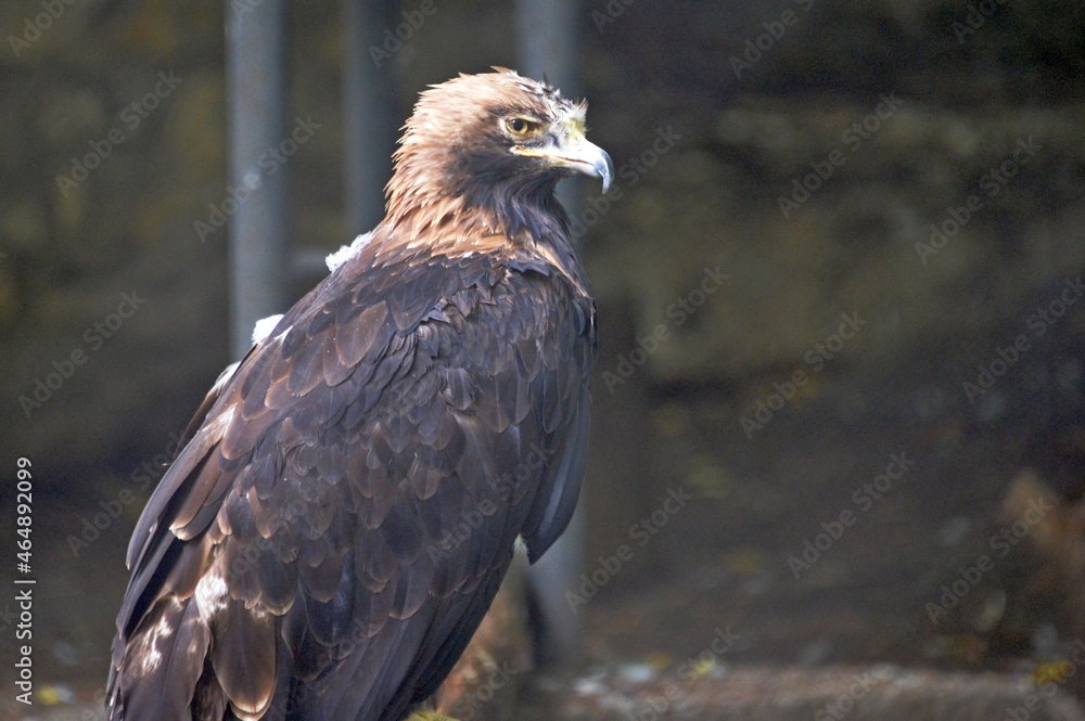 Fototapeta premium Eagle burial ground in the Moscow zoo