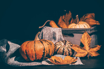 Autumnal composition for Thanksgiving Day with variety of pumpkins on dark rustic wooden background