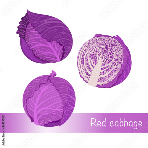 Cabbage set. Vector illustration of red cabbage. Isolated On A White Background. Healthy organic food, fresh green vegetables in cartoon flat style.