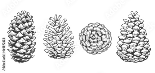pine cone engraving sketch handdrawn stile