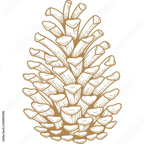 Pine cone golden engraving Isolated