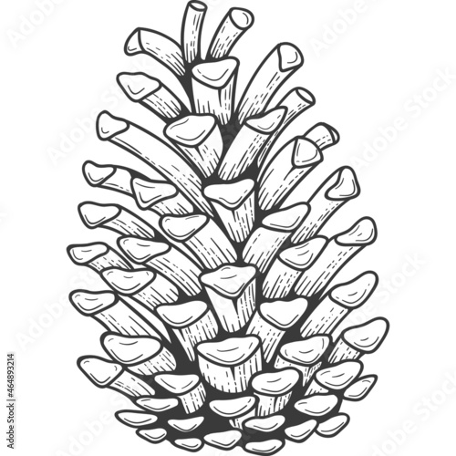 Pine cone sketch engraving Isolated