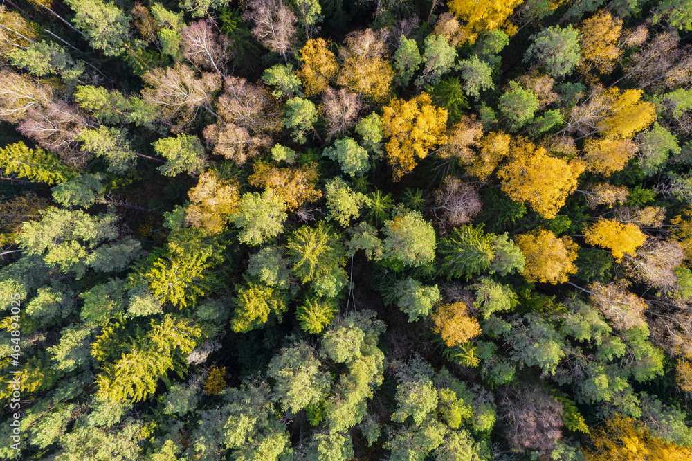 Directly above aerial drone full frame shot of green emerald pine forests and yellow foliage groves with beautiful texture of treetops. Beautiful fall season scenery. Mountains in autumn golden colors Directly above aerial drone full frame shot of green emerald pine forests and yellow foliage groves with beautiful texture of treetops. Beautiful fall season scenery. Mountains in autumn golden colors