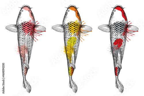 Hand drawn set of brocaded koi carp sketches in black, red and golden isolated on white background.