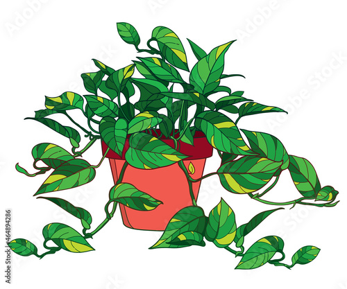 Outline Epipremnum aureum or golden pothos plant with yellow variegation in flowerpot isolated on white background.