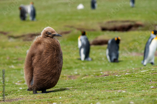 Un manchot royal juvénile au sein d'une colonie sur une île des Falkland. photo