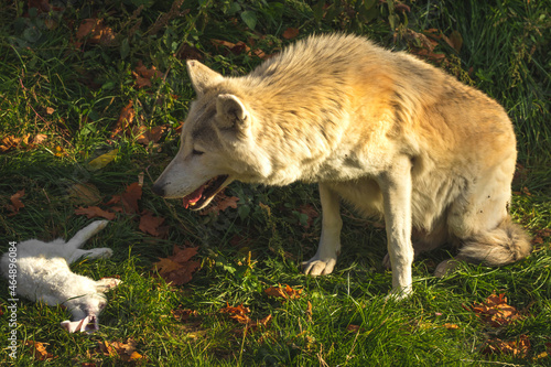 White wolf laughs to the food, white rabbit as wolf prey, sunset light photo