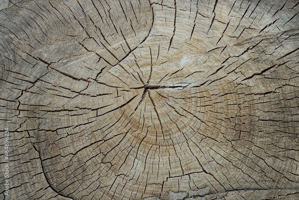 Fototapeta premium gray brown wood texture from cut on a dry wooden log