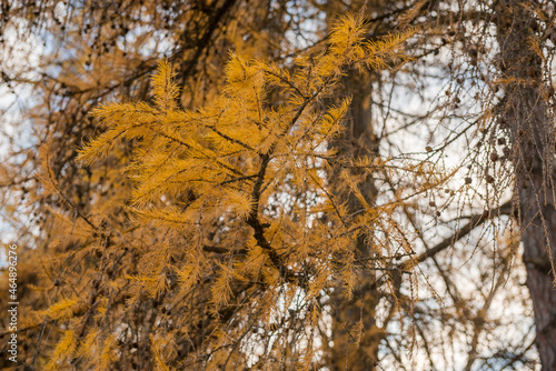 larch with yellow needles in autumn
