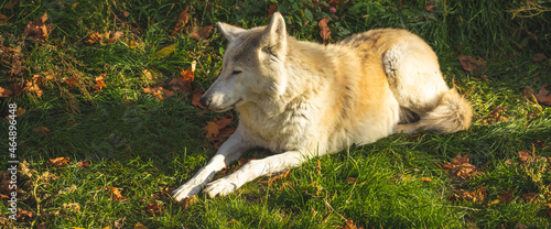 White wolf in firest on ground banner photo in sunset lights