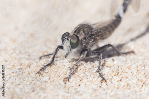 Promachus consanguineus robberfly diptero of the Asilidae family, large, pair mating perched on sand in dune