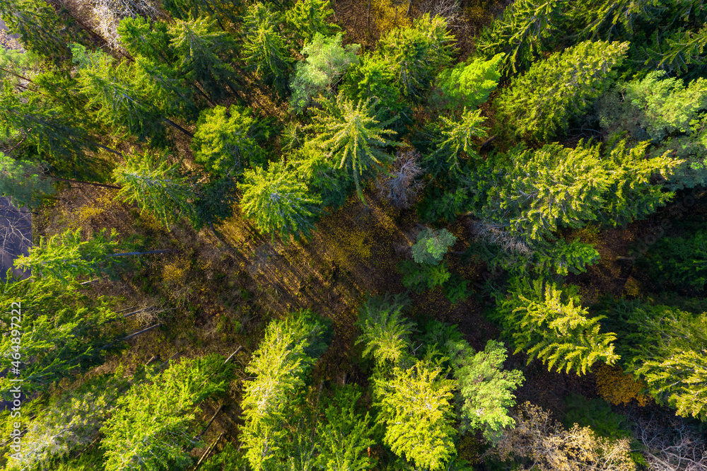 Directly above aerial drone full frame shot of green emerald pine forests and yellow foliage groves with beautiful texture of treetops. Beautiful fall season scenery. Mountains in autumn golden colors Directly above aerial drone full frame shot of green emerald pine forests and yellow foliage groves with beautiful texture of treetops. Beautiful fall season scenery. Mountains in autumn golden colors