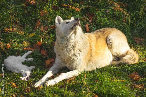 White wolf in forest with his prey rabbit on the ground sunset light