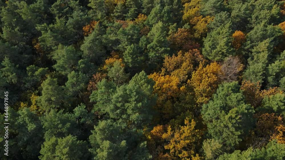 Aerial view of big autumn forest with yellow and green leaves on trees Aerial view of big autumn forest with yellow and green leaves on trees