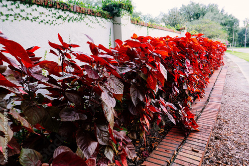 Closed up blooming vibrant red Copper plant, Acalypha wilkesiana flowers in the sunlight photo