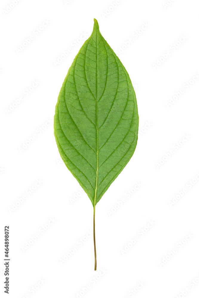 green leaf isolated on white green leaf isolated on white