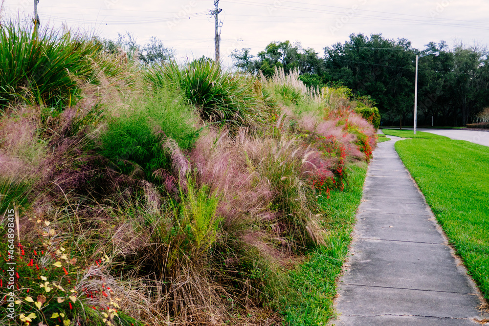 Obraz premium Beautiful pink Muhlenbergia capillaris grass 