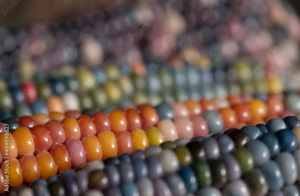 Macro photo of Zea Mays gem glass corn cobs with rainbow coloured kernels, grown on an allotment in London UK. Macro photo of Zea Mays gem glass corn cobs with rainbow coloured kernels, grown on an allotment in London UK.